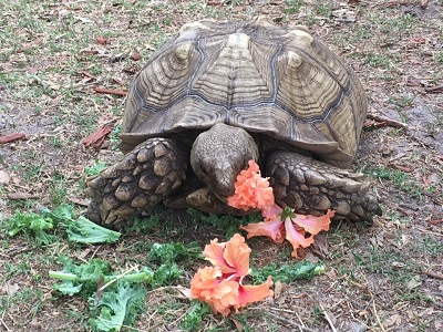 A tortoise eating vegetation